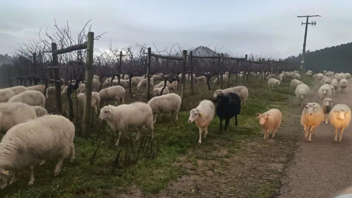 Proyecto pionero con ovejas en 50 hectáreas de los viñedos de la bodega La Val, en Tomiño.