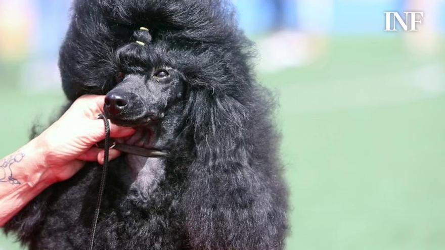 El VIII Concurso Nacional Canino de La Nucía pone en valor a los perros mestizos