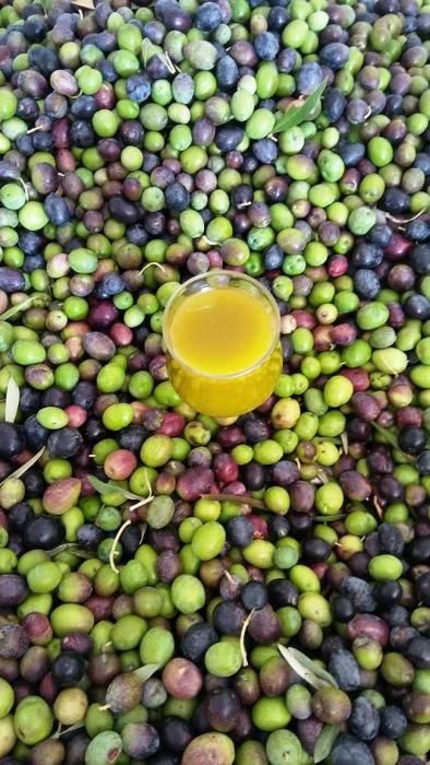 'Caserío de Temisas' recolecta 6.000 kilos de aceituna para elaborar aceite de oliva