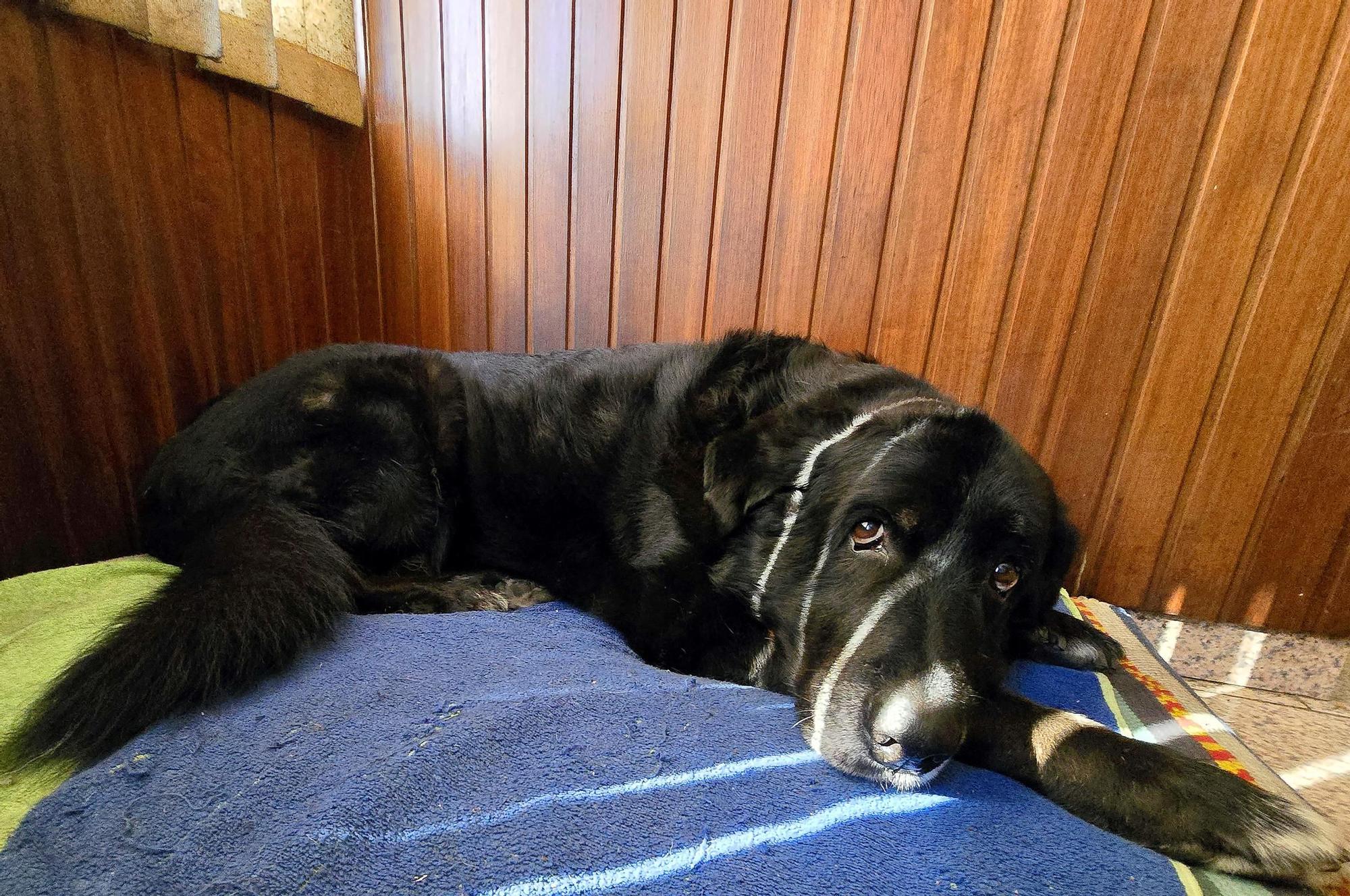 El histórico bar vigués Casa Roucos cerrará por la urbanización de Barrio do Cura