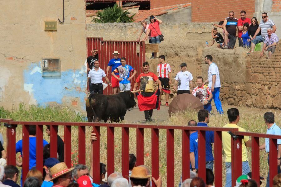 Toros bravos en Vadillo de la Guareña