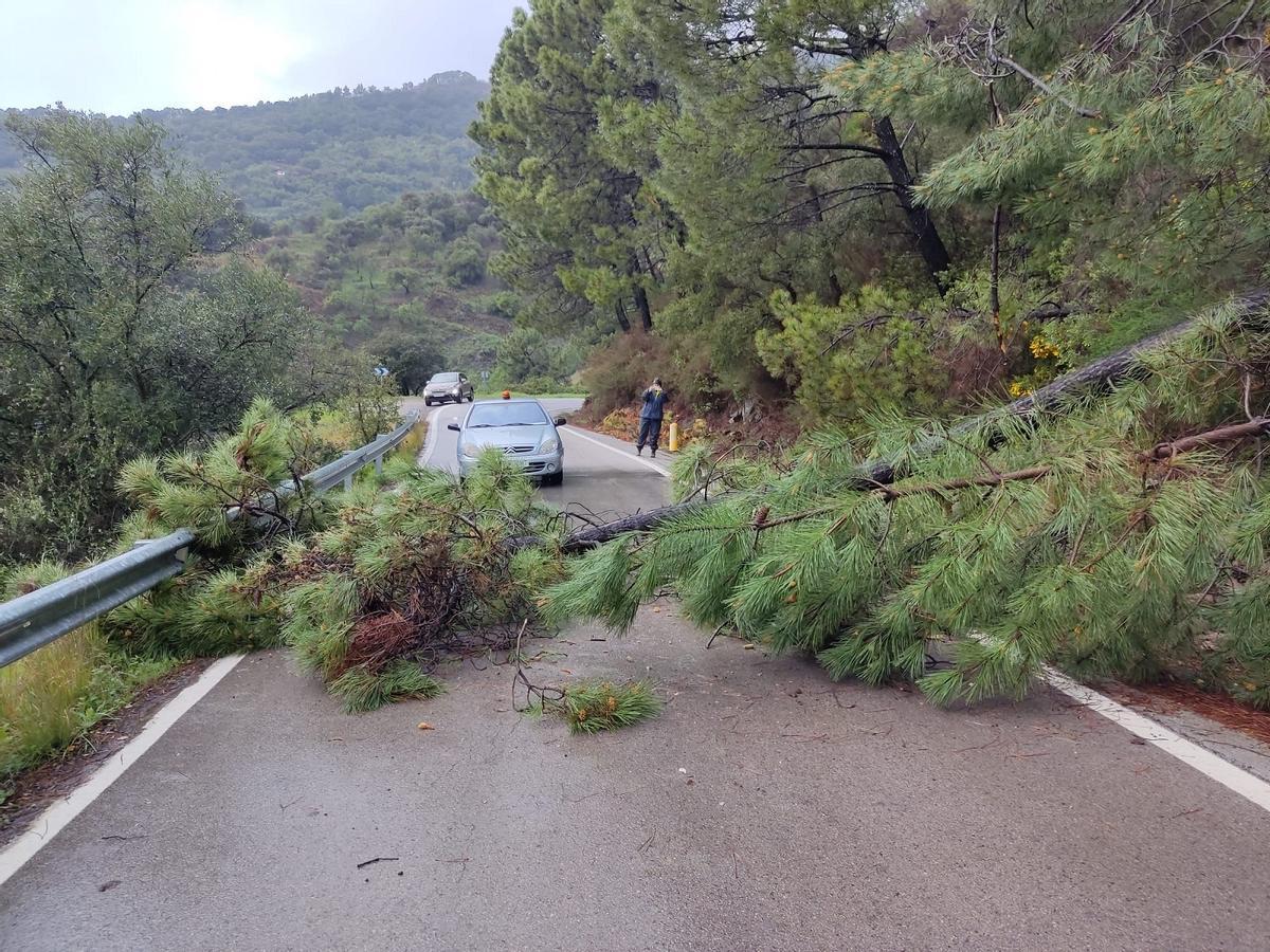 Árboles caídos en la carretera.