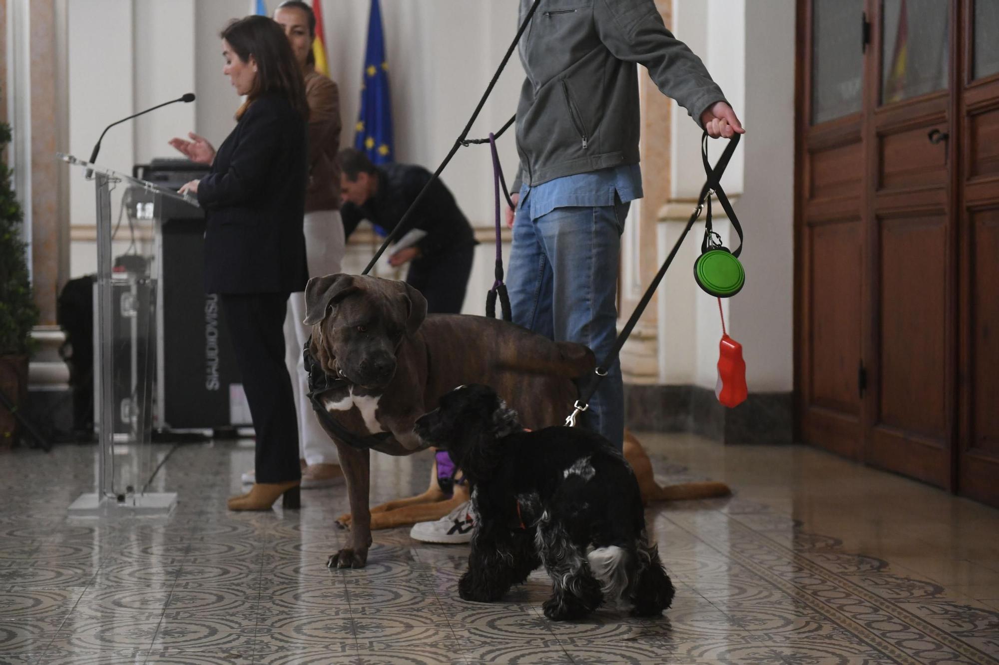Los perros podrán ir a las playas de A Coruña en invierno sin correa