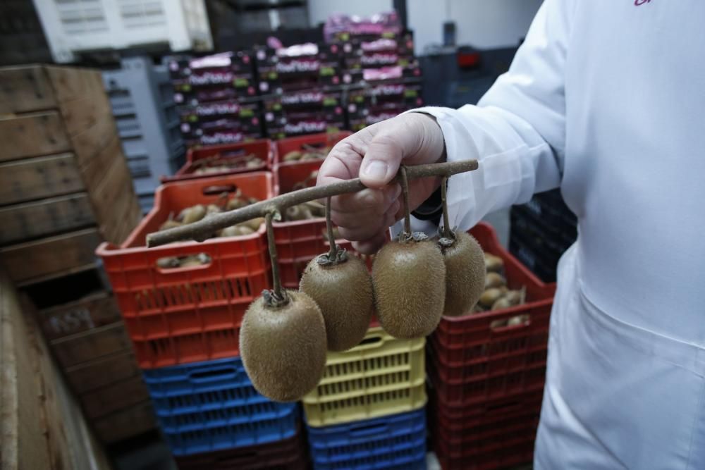 La recogida del kiwi en Pravia