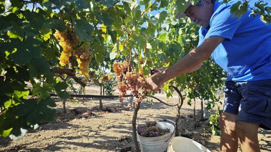 Bilanz der Weinlese auf Mallorca: 2023 wird ein guter Jahrgang