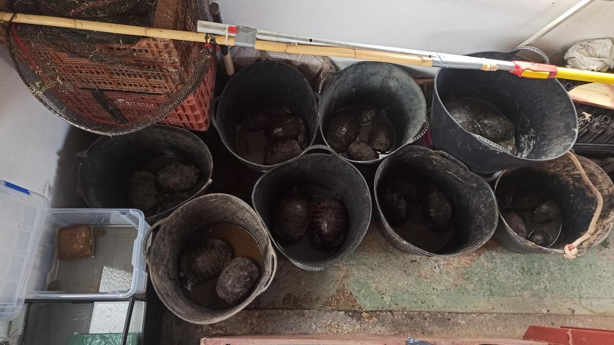 Els participants van retirar 577 tortugues exòtiques invasores