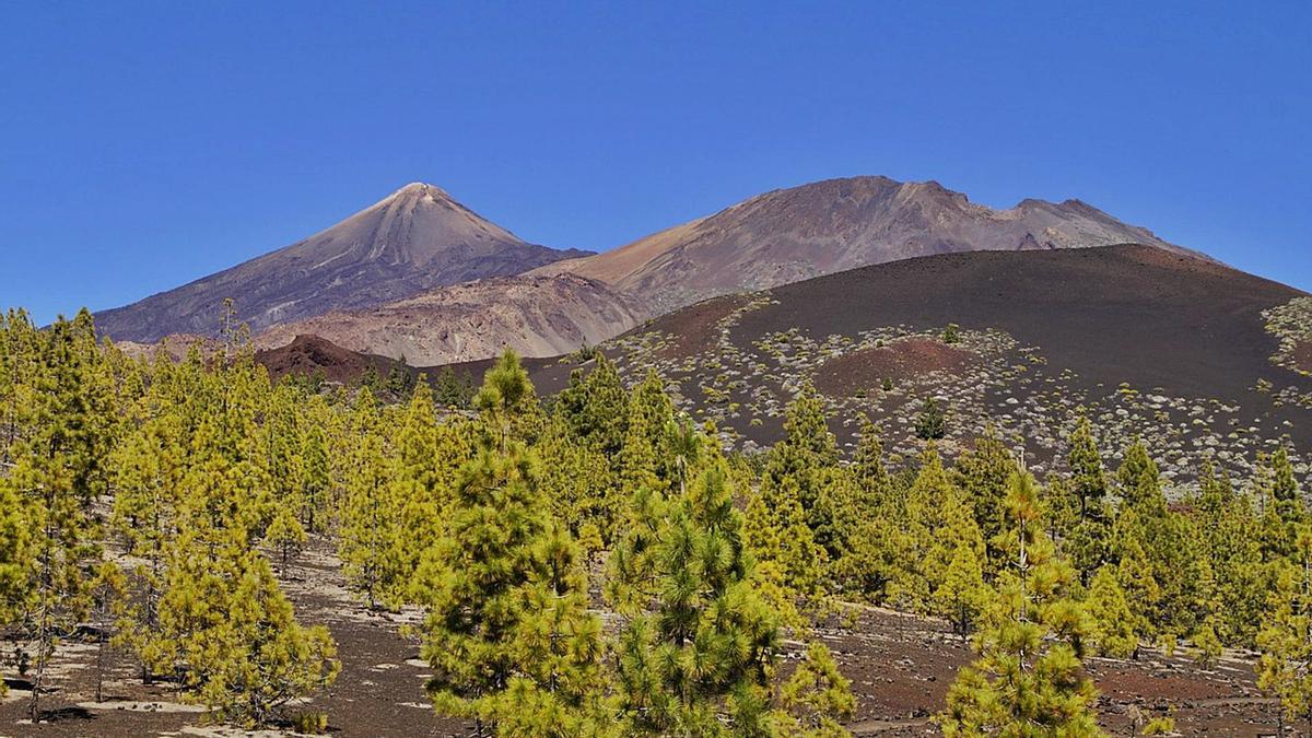 Parte del área de repoblación del pinar canario en Tenerife | | E.D.