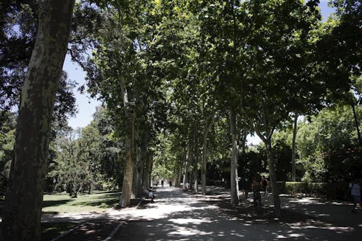 Paseo repleto de árboles y vegetación. 