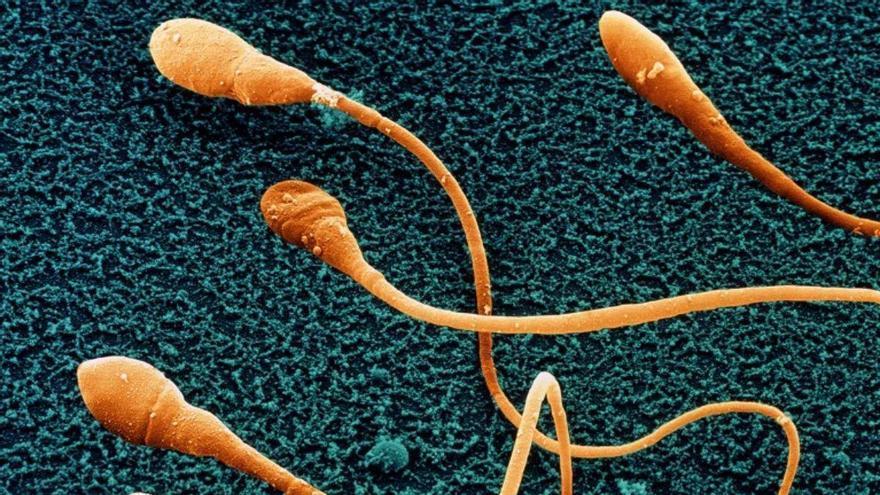 Esperma cultivado en laboratorio: un avance que acerca nuevas soluciones contra la infertilidad