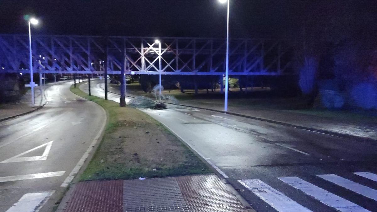 El viento partió una palmera en