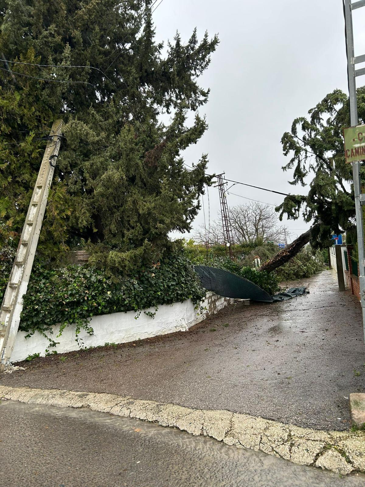 Efectos del temporal en Lucena este lunes.