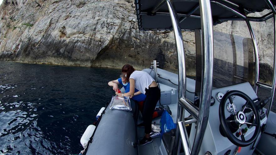 La foca monje, más cerca de Mallorca