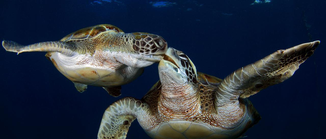 Retratos sobre azul marino: disparos de amor