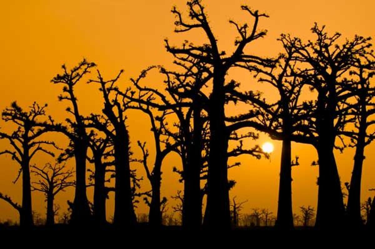 Bosque de Baobabs en la Reserva Natura Bandia.