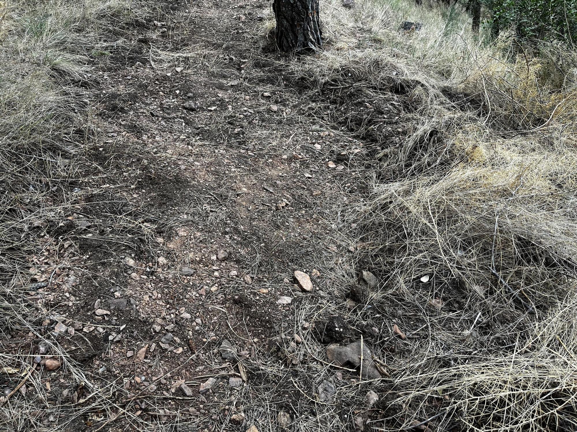 Las imágenes de la pista ilegal abierta en la Vilavella para practicar BTT