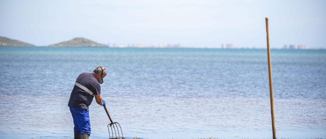 Un operario retira la ova verde acumulada en la playa de Los Urrutias