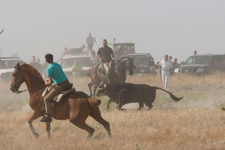 Fiestas en Zamora: Encierro en Villalpando