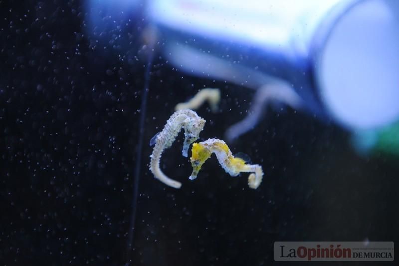 El acuario de la UMU albergará las especies emblemáticas del Mar Menor