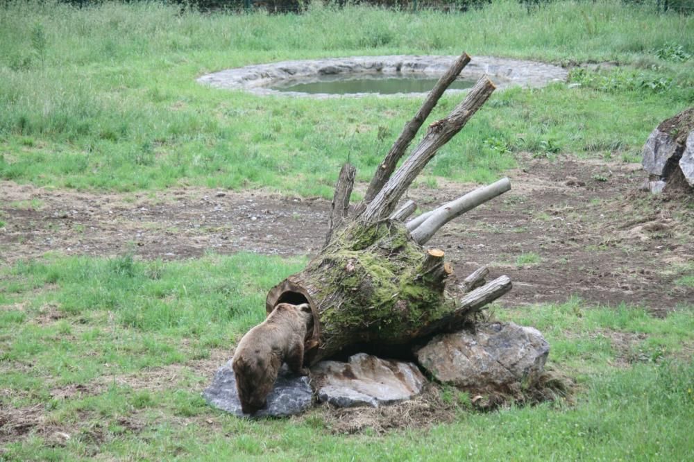 Un parque de atracciones para "Paca" y "Tola"