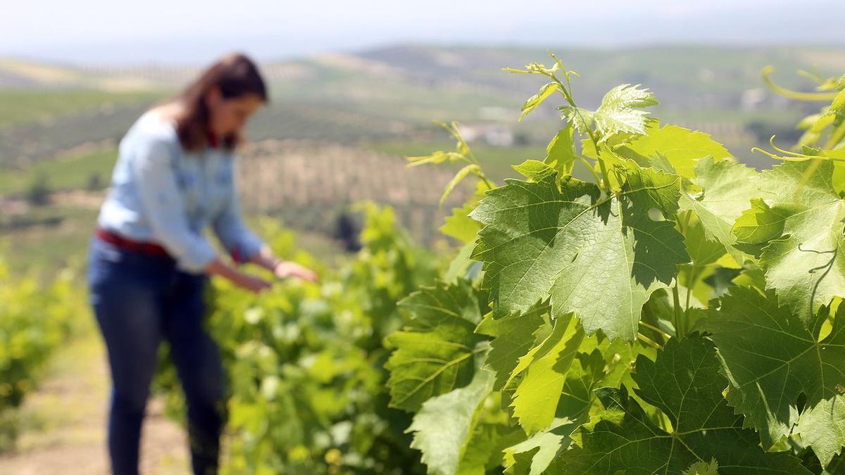 Una finca de viñedos en Montilla, en una imagen de archivo.