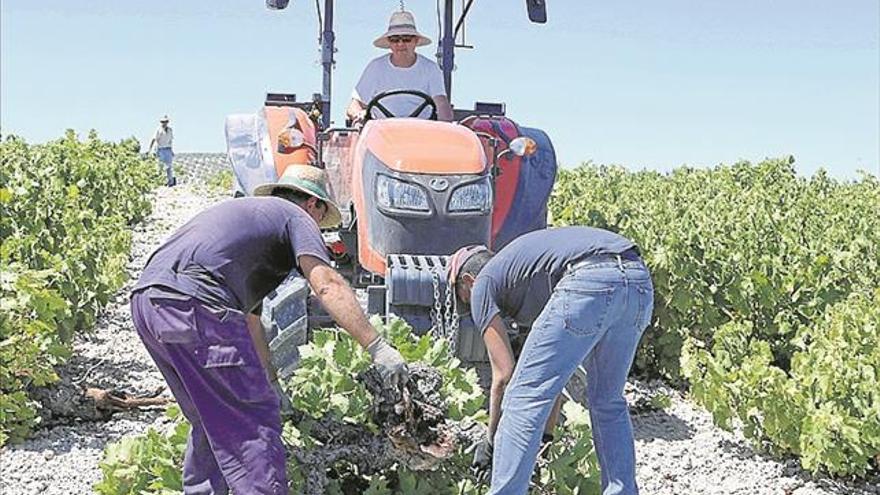 La superficie de viñedo marca un nuevo mínimo histórico en Montilla-Moriles