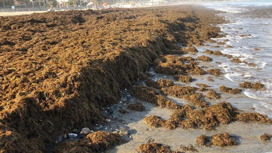 Acumulación de algas en una playa esteponera este viernes.