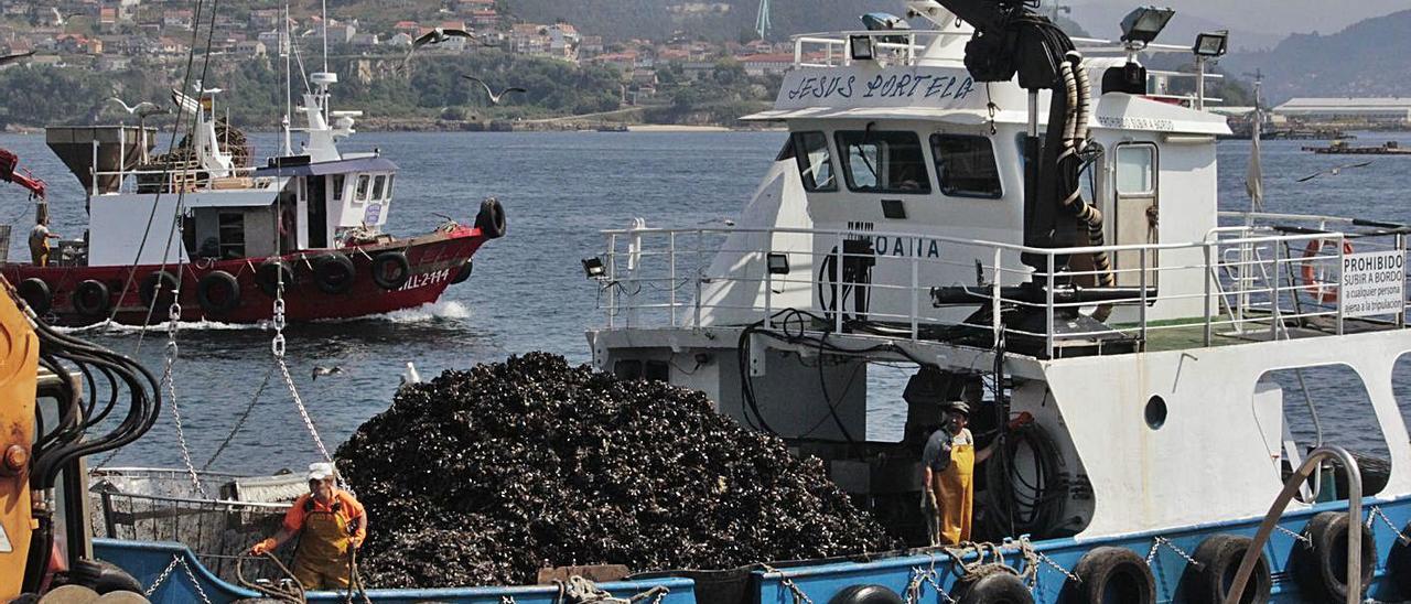 Descarga, ayer, de mejillón para conserveras en el muelle de A Mosqueira. |  SANTOS ÁLVAREZ