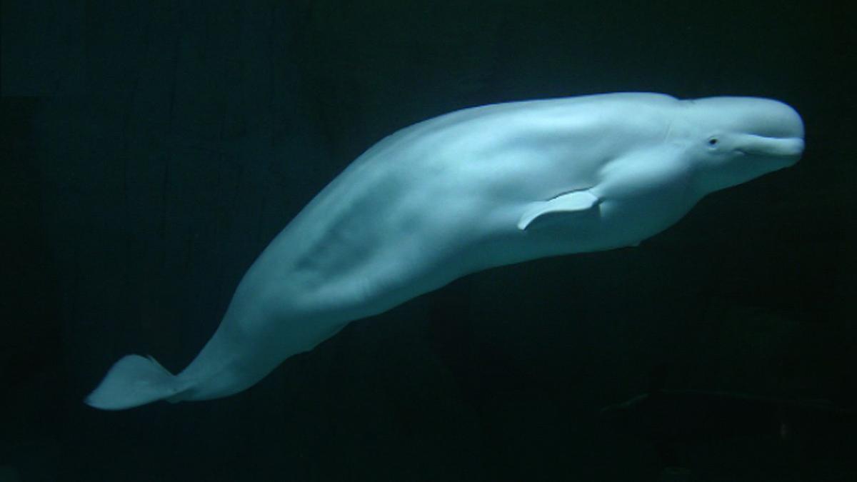 Kairo, en el Oceanogràfic de Valencia.