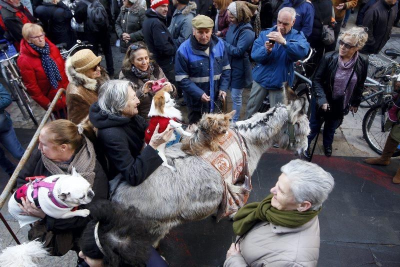 Celebración de San Antón, bendición de los animales