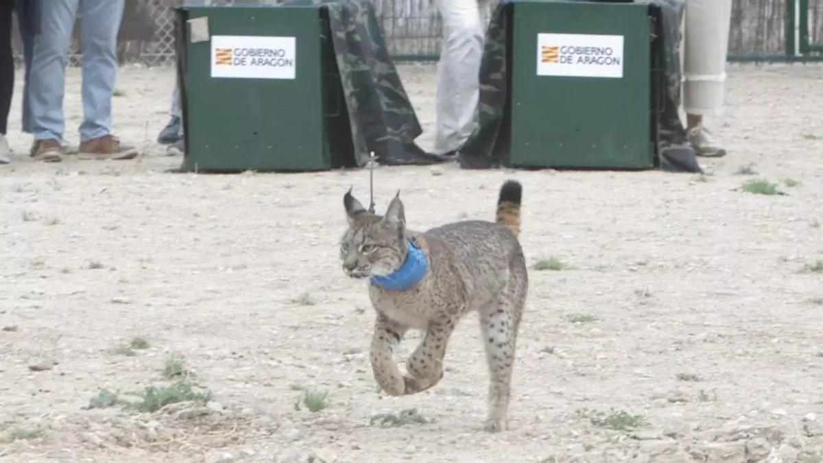 Waka es uno ejemplar liberado durante la segunda suelta en Torrecilla de Valmadrid.