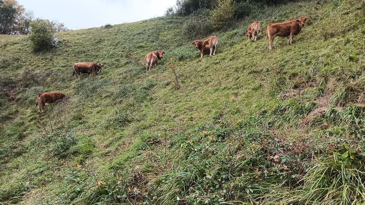 Animales pastando en el Llosorio.
