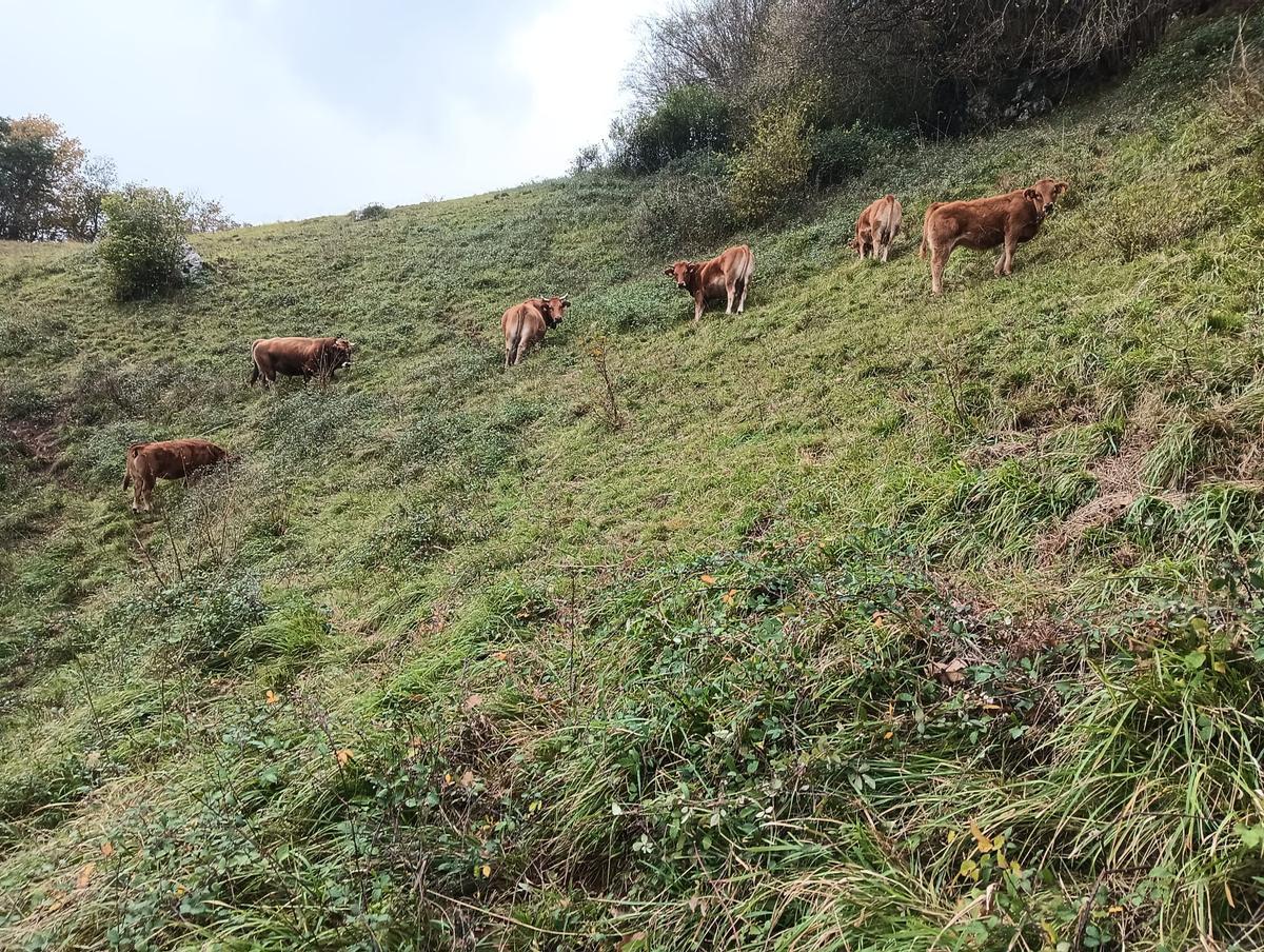 Animales pastando en el Llosorio este jueves.