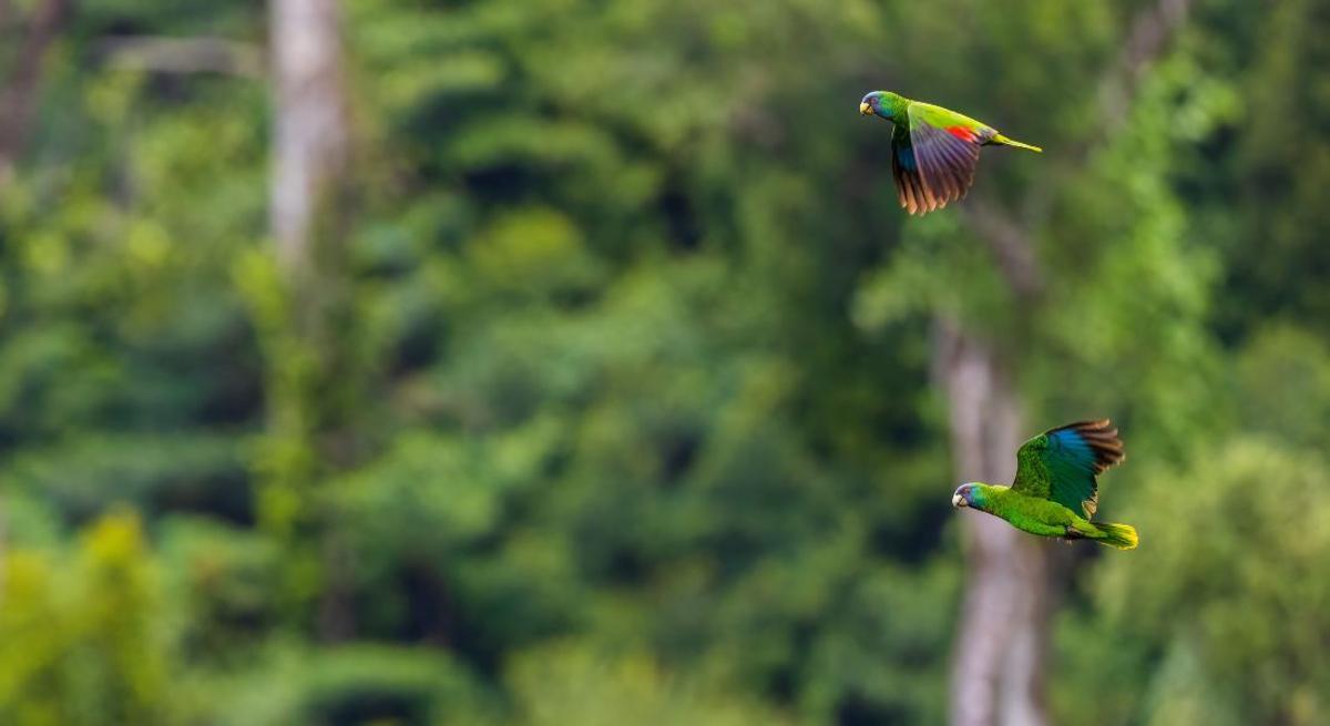 Dos ejemplares de cotorra puertorriqueña, especie en peligro de extinción