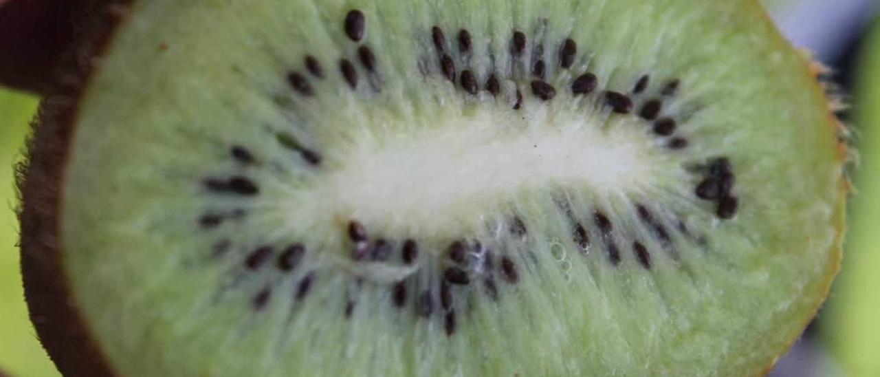 Un kiwi asturiano.