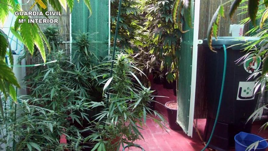 Detenida una pareja de Pliego que tenía en su casa un invernadero de marihuana