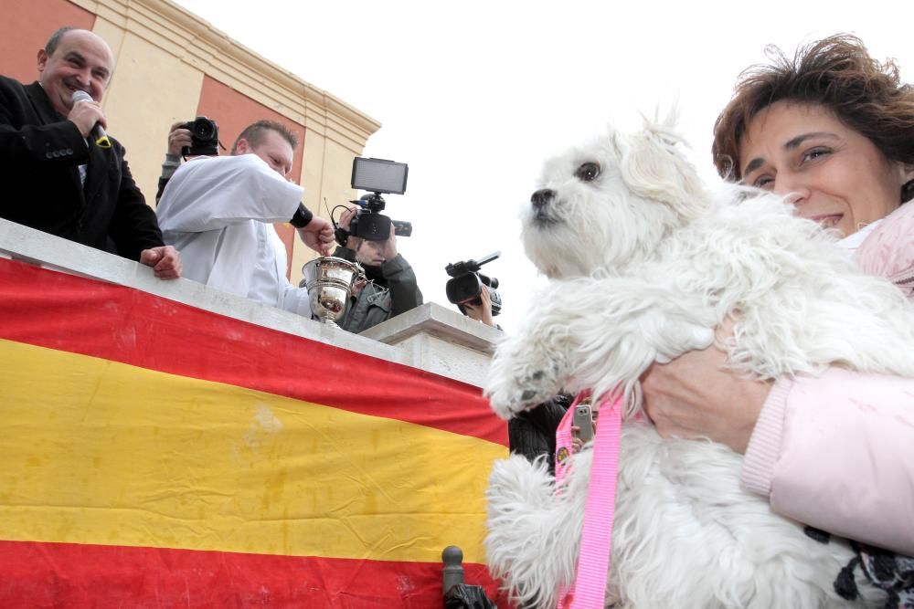 Bendición de los animales en Cartagena