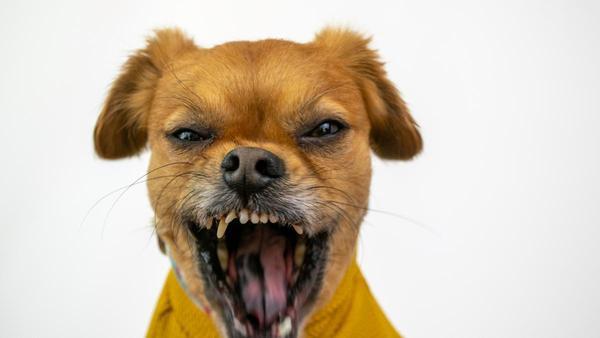 MASCOTAS PROBLEMAS : Cómo frenar los ladridos de tu perro antes de que  proteste el vecino
