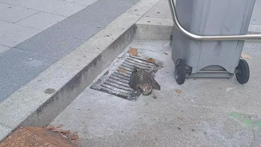 Cae un azor tras chocar contra una fachada en el centro de A Coruña