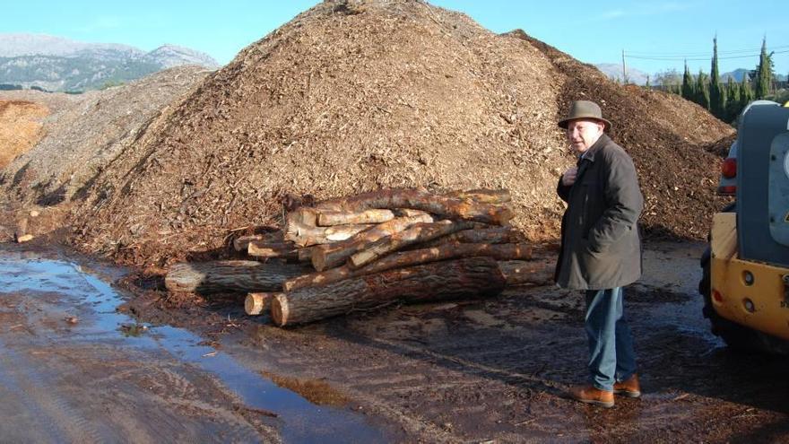 Italia deja de comprar el triturado de madera de pino de la Serra de Tramuntana