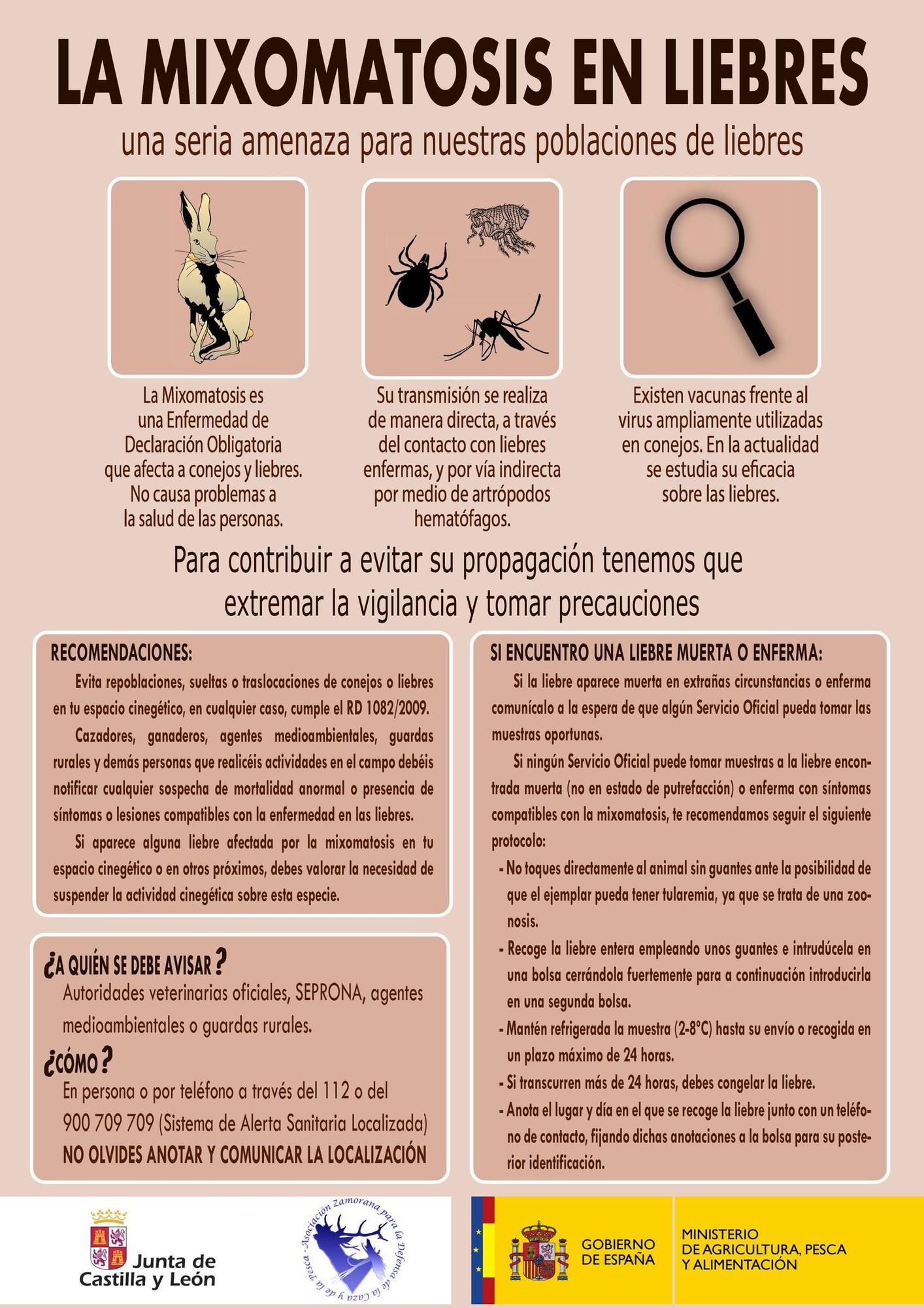 Infografía sobre el protocolo a seguir en caso de hallar liebres enfermas o muertas