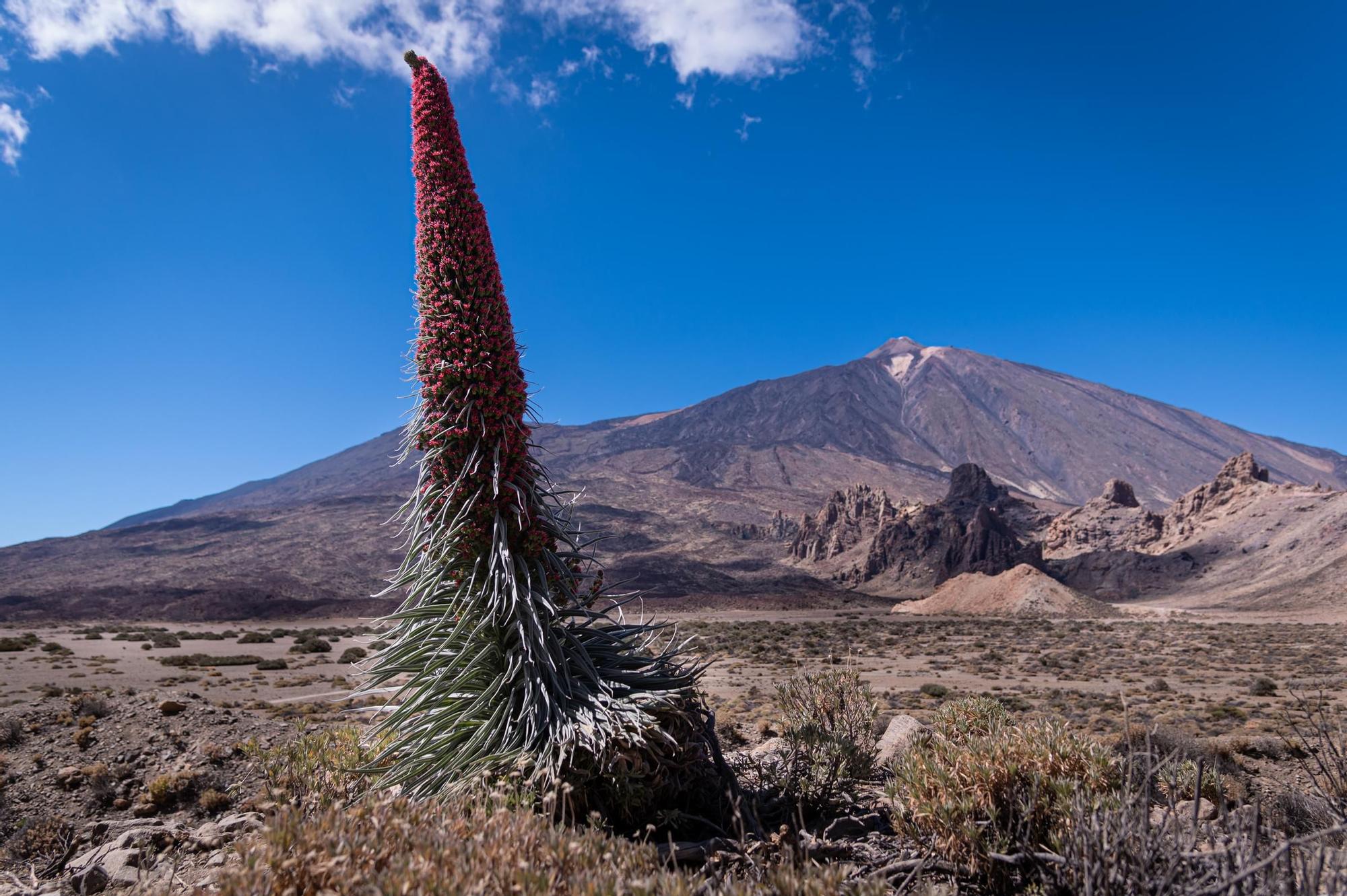 Floración en el Teide