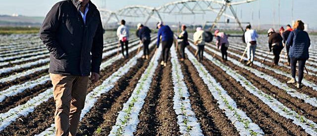 Carlos Sáenz Pavillard esta semana en la plantación de piña para millo que posee en la localidad sevillana de Marchena, en Sevilla, de mil hectáreas.