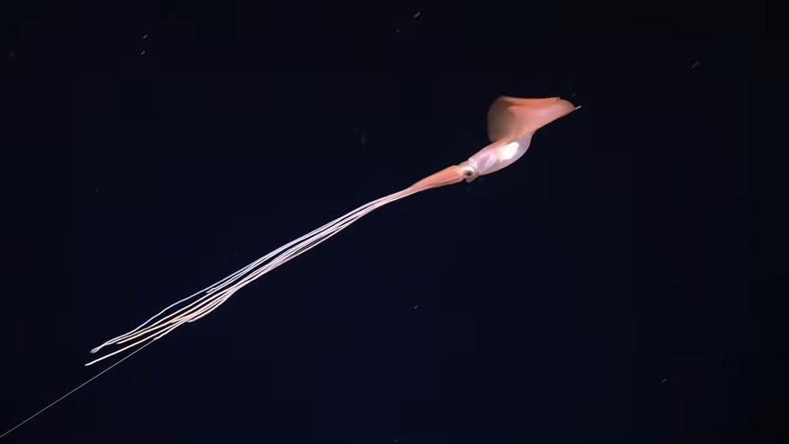 Un mundo de fascinantes y desconocidas criaturas aparece en las profundidades del Atlántico