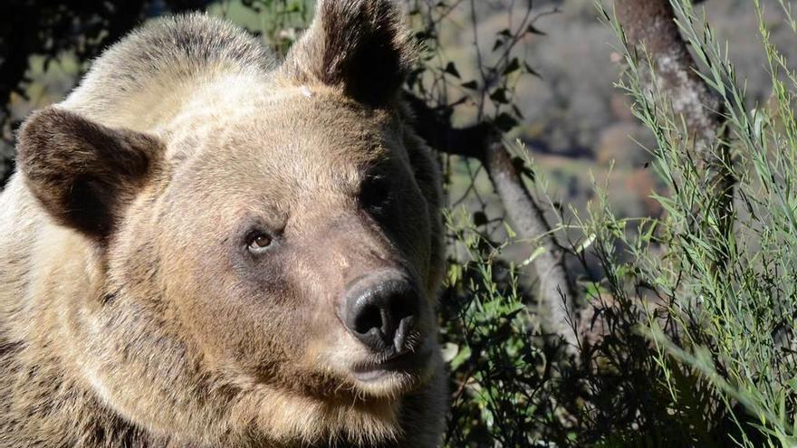 Hembra de oso pardo de la cordillera Cantábrica.