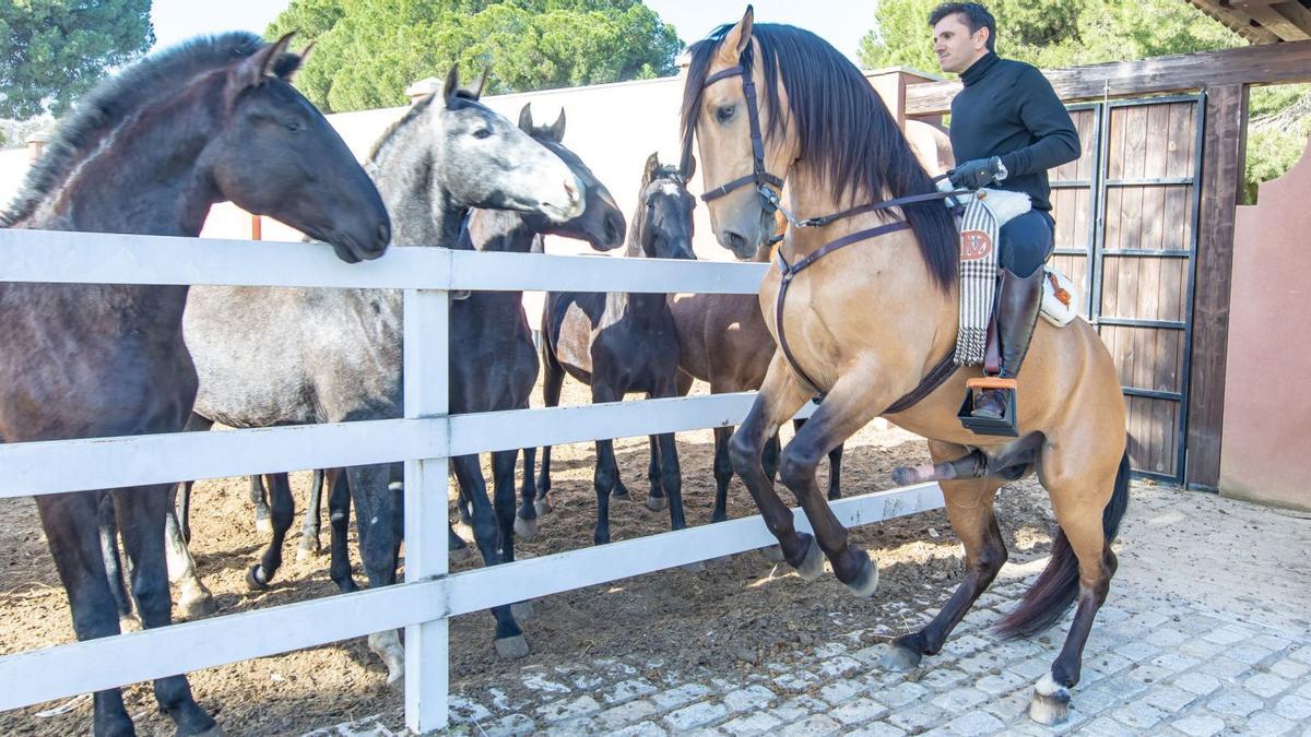 Nómada, la ilusión de 2022. Este caballo de pelo bayo con el que Ventura repasa los potros en su finca de La Puebla del Río es la gran promesa de la actual temporada y estará en Castellón.   | GERARDO MORILLO