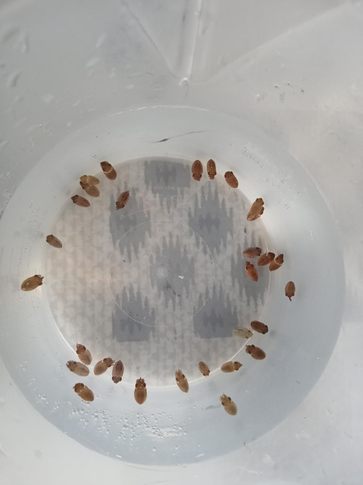 Nacen nuevas crías de sepia en cautividad en las instalaciones acuícolas del Imida en San Pedro del Pinatar