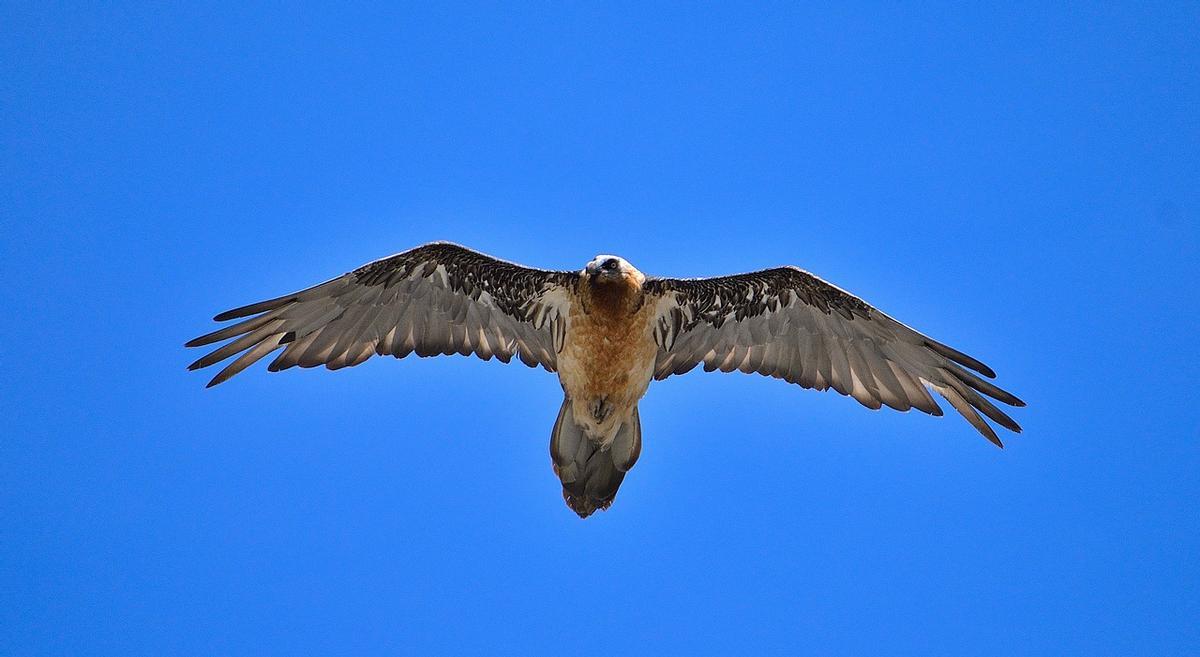 Ejemplar de quebrantahuesos en pleno vuelo.