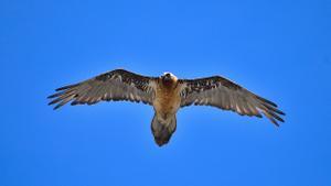 Ejemplar de quebrantahuesos en pleno vuelo.