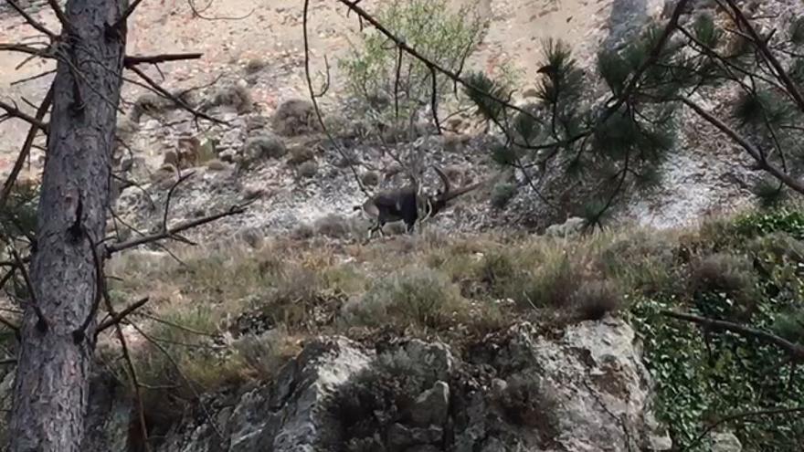 Un macho montés se 'instala' en el castillo de Morella