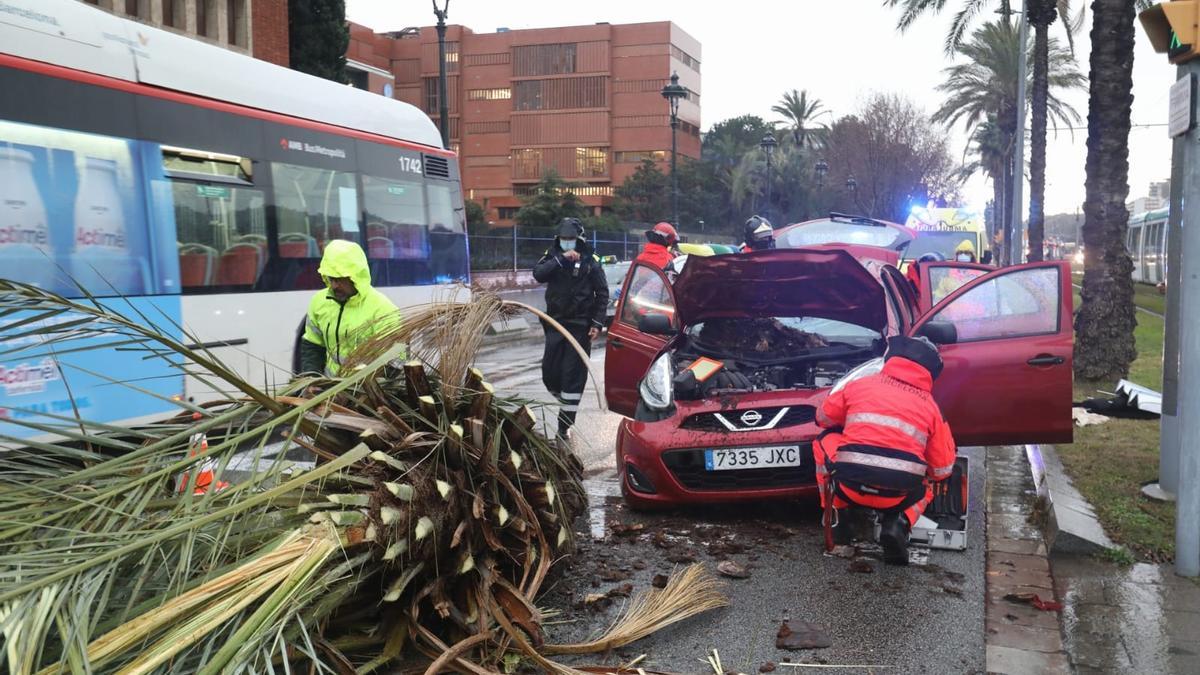 Barcelona  22/1/2021  Cae una palmera encima de un coche en la Diagonal  temporal viento lluvia  FOTO: MARTI FRADERA